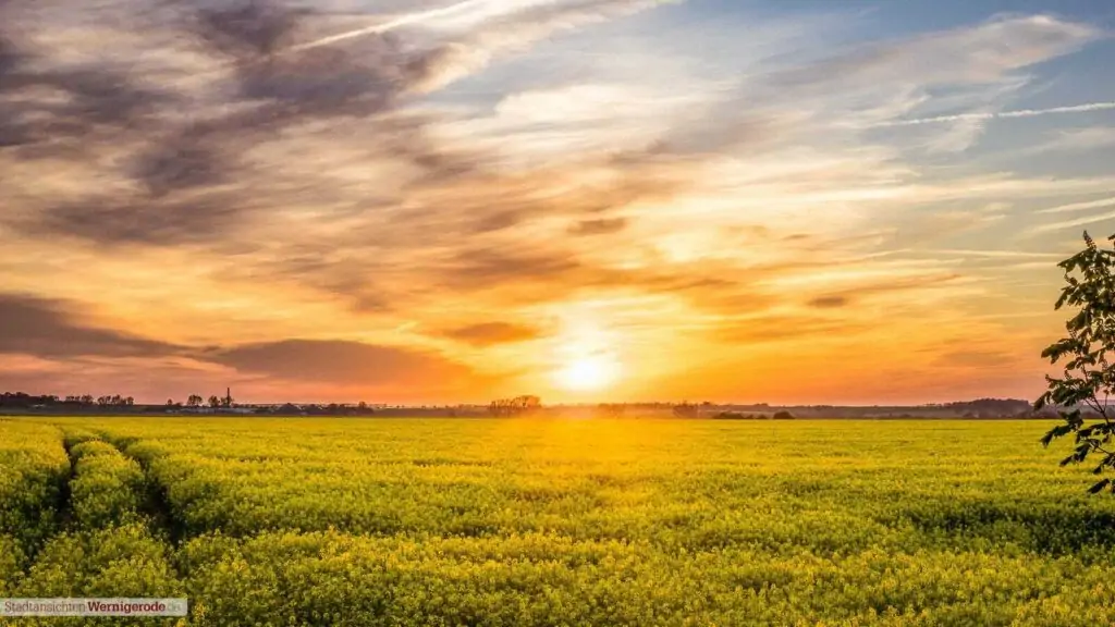 Rapsfeld mit Sonnenuntergang
