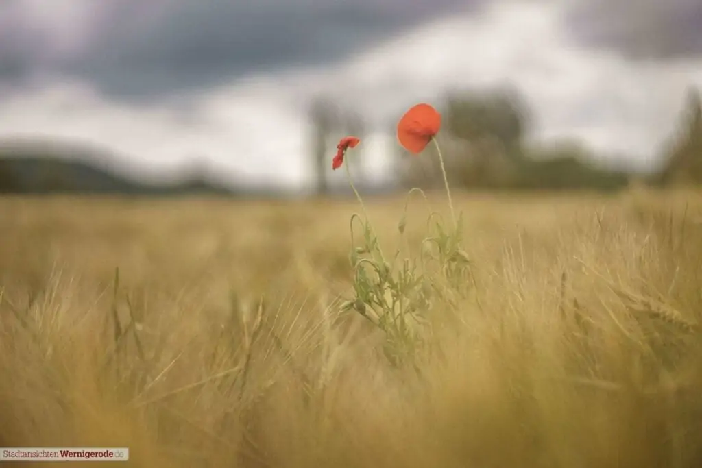 fade away (Mohn im Feld)