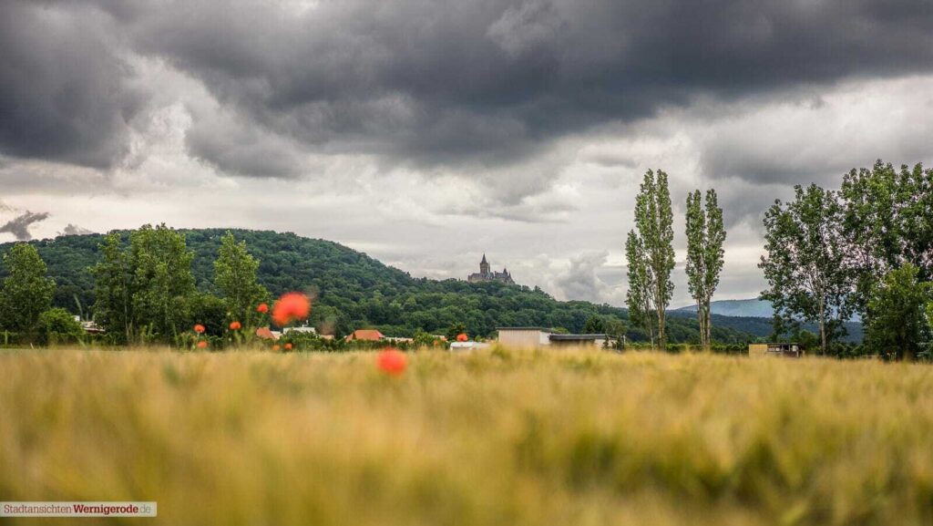 Mohn und Schloß