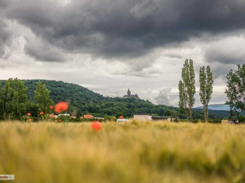 Mohn und Schloß