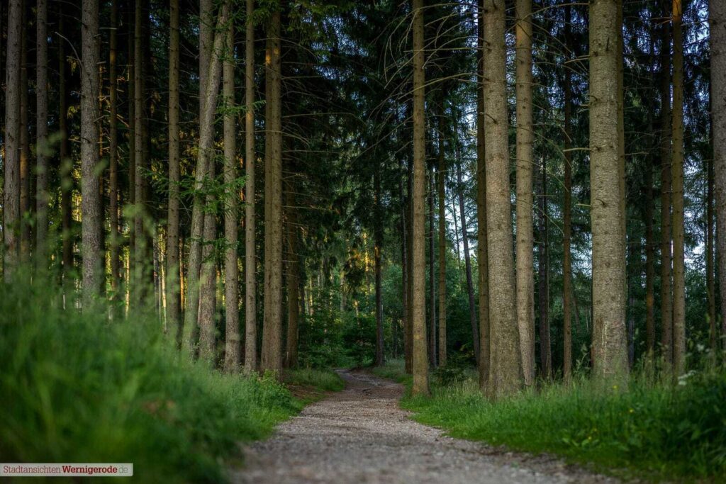 Hänsel und Gretel