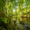 Die Ilse im Ilsetal – Harz Die Ilse im Ilsetal – Harz