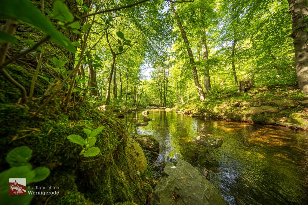 Die Ilse im Ilsetal – Harz Die Ilse im Ilsetal – Harz
