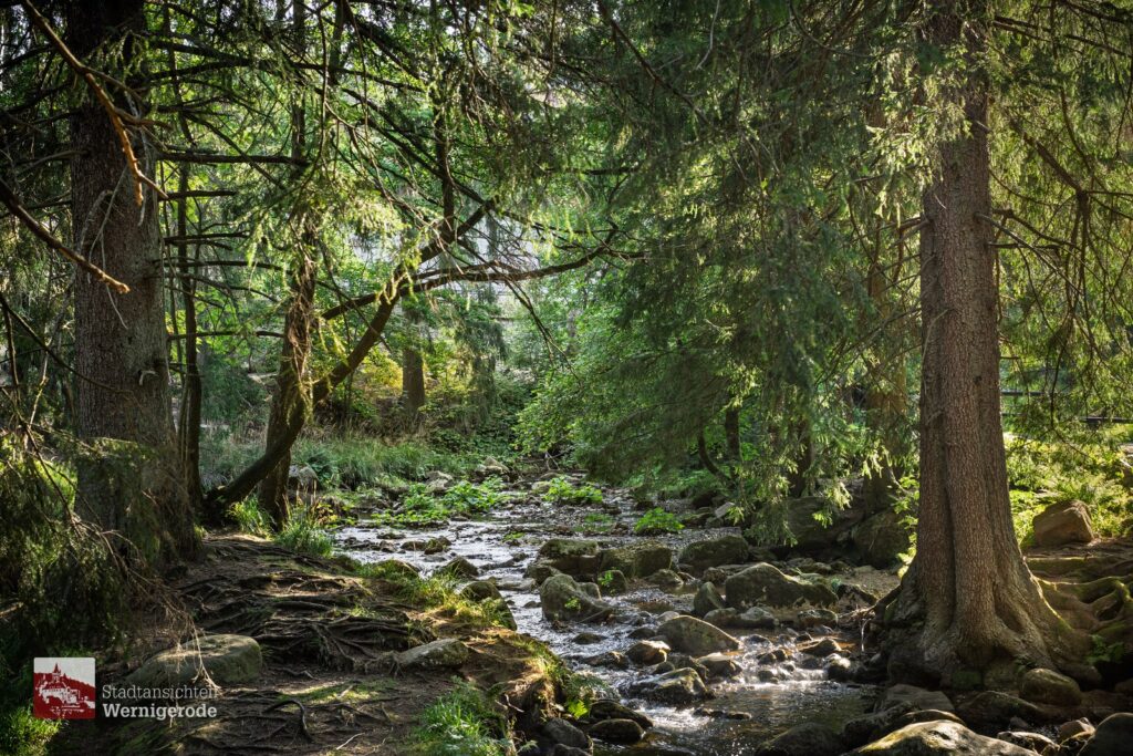 Kalte Bode river near Schierke – Harz Kalte Bode river near Schierke – Harz