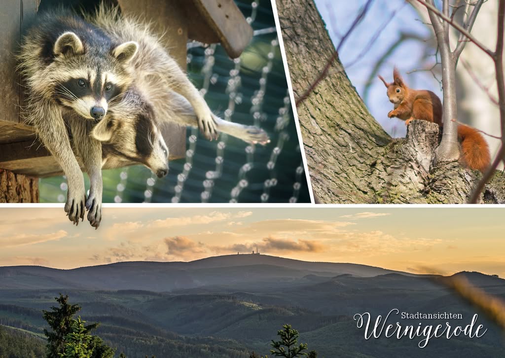 wagnergraphics_Postkarte Stadtansichten_A6_19 Waschbären, Eichhörnchen und Bergpanorama bei Wernigerode