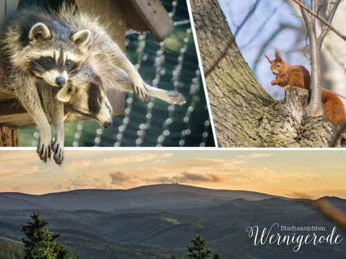 Raccoons, squirrels and mountain panorama near Wernigerode