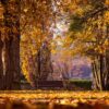 Herbstallee mit Bank – Wernigerode Herbstallee mit Bank – Wernigerode