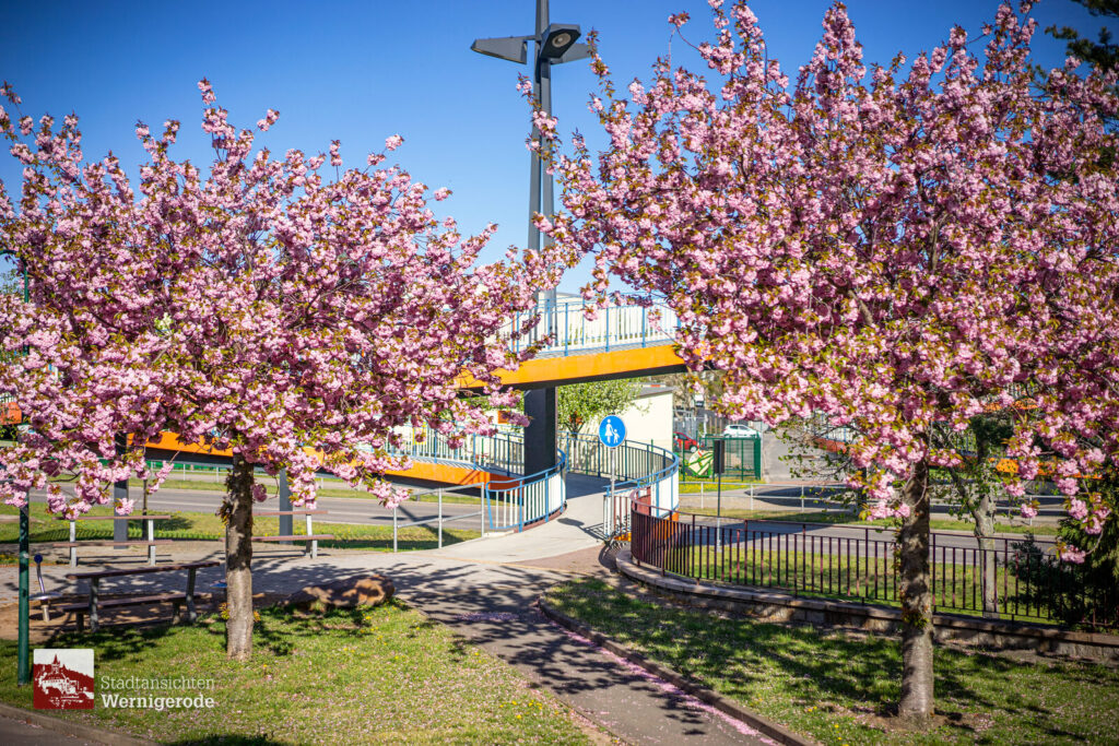 Kirschblüte – Wernigerode Kirschblüte – Wernigerode