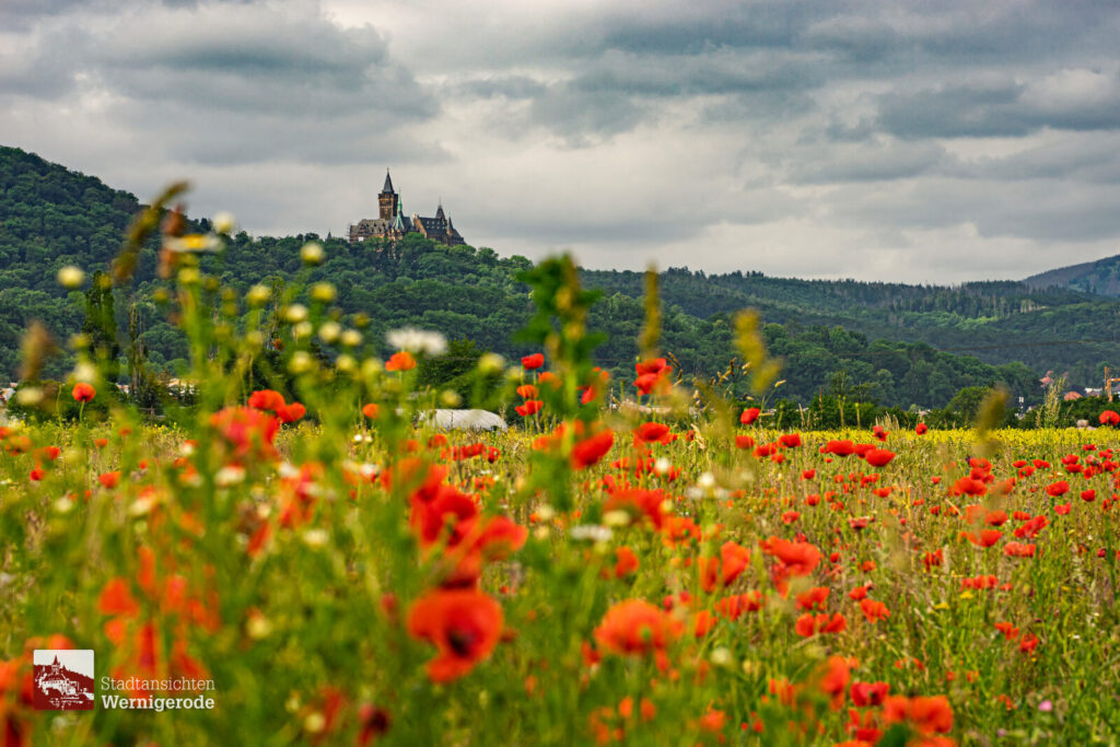 Mohnfeld mit Schloss – Wernigerode Mohnfeld mit Schloss – Wernigerode