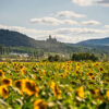 Sonnenblumenfeld mit Schloss – Wernigerode Sonnenblumenfeld mit Schloss – Wernigerode