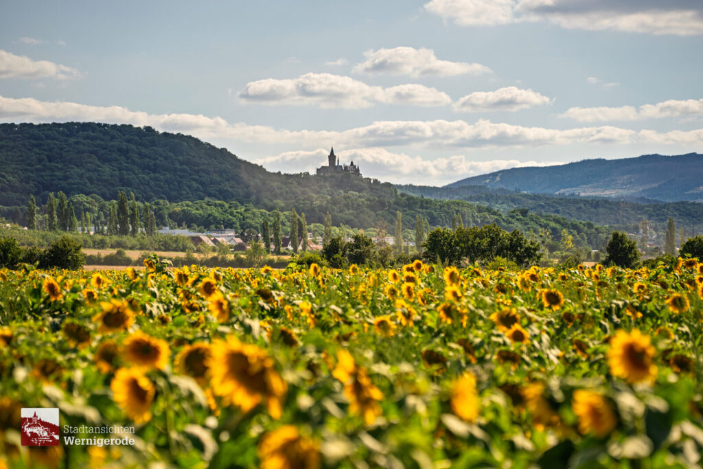Sonnenblumenfeld mit Schloss – Wernigerode