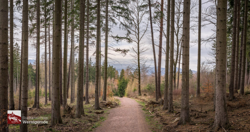 Waldweg – Wernigerode