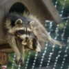 Waschbär im Wildpark – Wernigerode