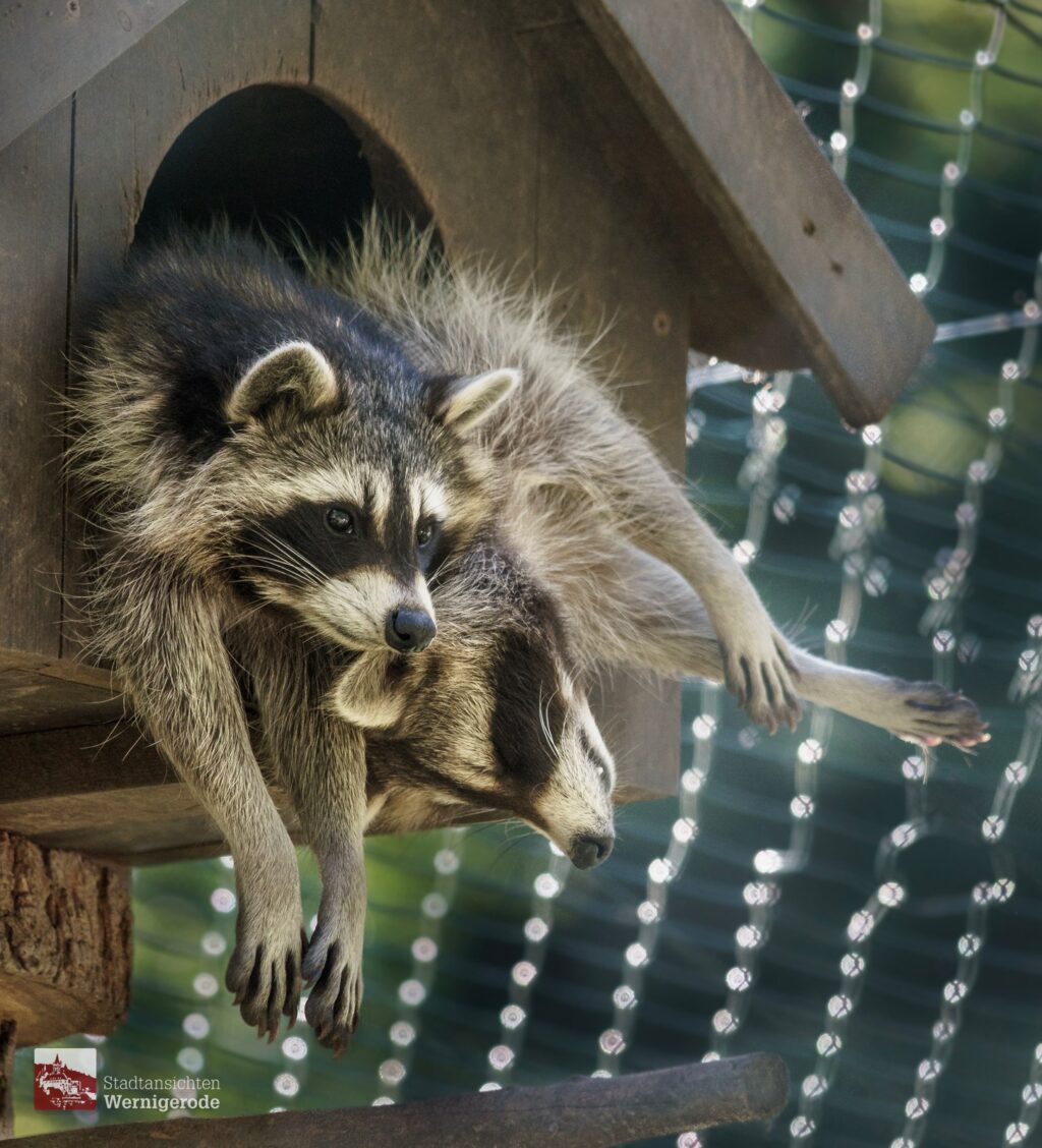 Waschbär im Wildpark – Wernigerode